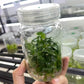 Philodendron RuaySap Tissue Culture Plants 10 PCS.