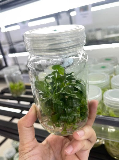 Philodendron RuaySap Tissue Culture Plants 10 PCS.