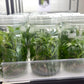 Philodendron RuaySap Tissue Culture Plants 10 PCS.