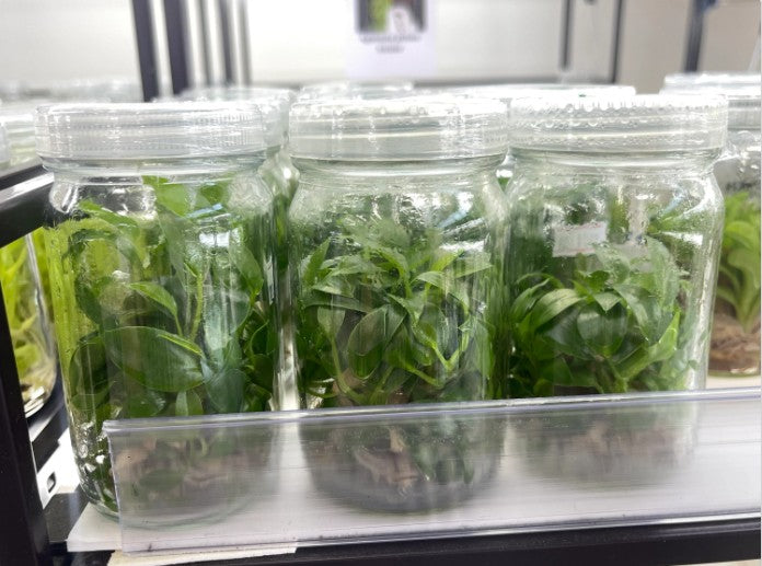 Philodendron RuaySap Tissue Culture Plants 10 PCS.