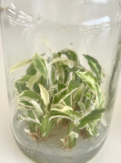 Syngonium Starlite Tissue Culture Plants 10 PCS.