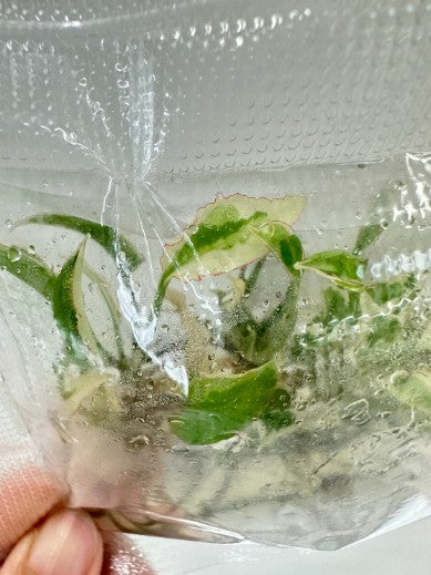 Syngonium Starlite Tissue Culture Plants 10 PCS.