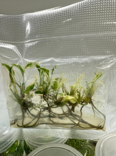 Syngonium Starlite Tissue Culture Plants 10 PCS.