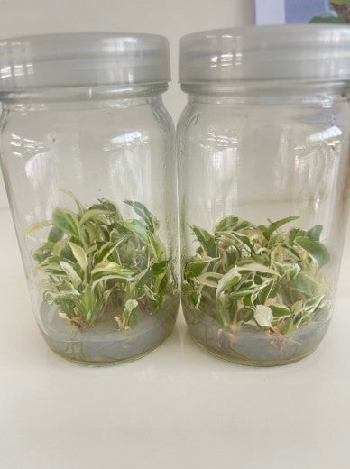 Syngonium Starlite Tissue Culture Plants 10 PCS.