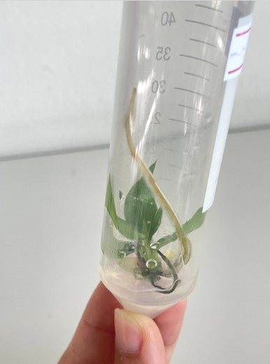 Philodendron Spiritus Sancti Tissue Culture Plant 1 PCS.