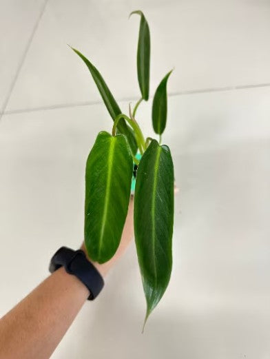 Philodendron Spiritus Sancti Tissue Culture Plant 1 PCS.