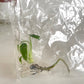 Monstera Burle Marx Flame Tissues Cultures Plant 1 PCS.