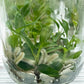 Philodendron Joepii Tissue Culture Plants 10 PCS.