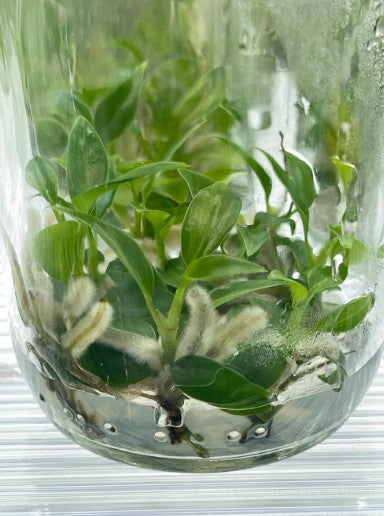 Philodendron Joepii Tissue Culture Plants 10 PCS.