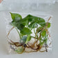 Monstera Deliciosa Giant Tissue Culture Plants 10 PCS.