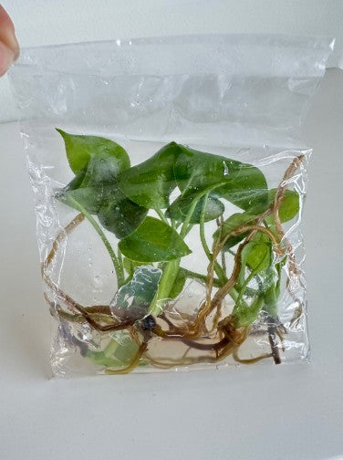 Monstera Deliciosa Giant Tissue Culture Plants 10 PCS.