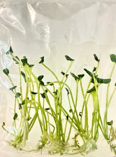 Anthurium Brownii Tissue Culture Plants 10 PCS.