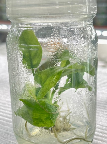 Philodendron Subhastatum Tissue Culture Plants 10 PCS.