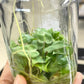 Philodendron Billietiae Tissue Culture Plants 10 PCS.