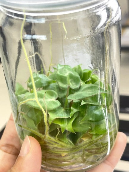 Philodendron Billietiae Tissue Culture Plants 10 PCS.