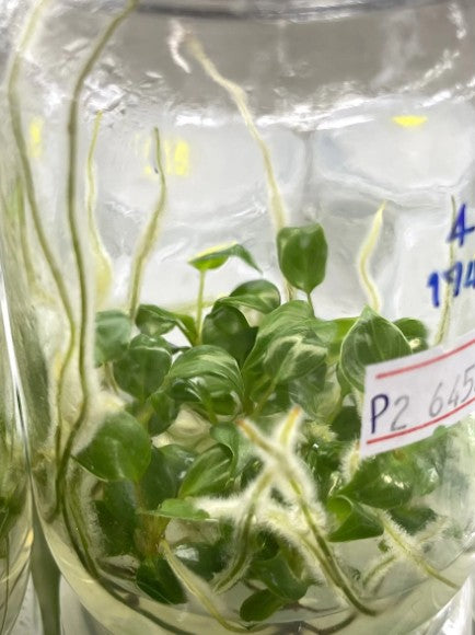 Philodendron Billietiae Tissue Culture Plants 10 PCS.