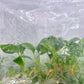 Homalomena Rubescens Green Tissue Culture Plants 10 PCS.