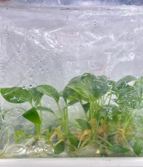 Homalomena Rubescens Green Tissue Culture Plants 10 PCS.