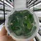 Homalomena Rubescens Green Tissue Culture Plants 10 PCS.