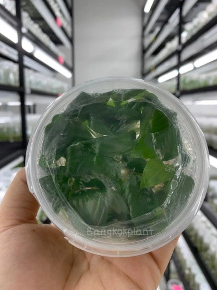 Homalomena Rubescens Green Tissue Culture Plants 10 PCS.