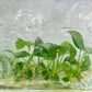 Homalomena Rubescens Green Tissue Culture Plants 10 PCS.