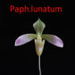 Paphiopedilum lunatum TC 25 pcs.