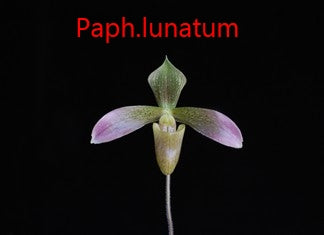 Paphiopedilum lunatum TC 25 pcs.