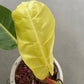 Philodendron Yellow Flame Tissue Culture Plant 5 PCS.