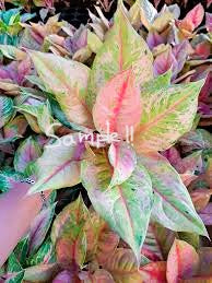 Aglaonema Prakaipet Tissue Culture Plant 10 PCS.