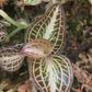Jewel Orchid Anoectochilus Albolineatus Tissue Culture Plants