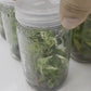 Epipremnum Pinnatum Mable Variegated Tissue Culture Plants 1 PCS