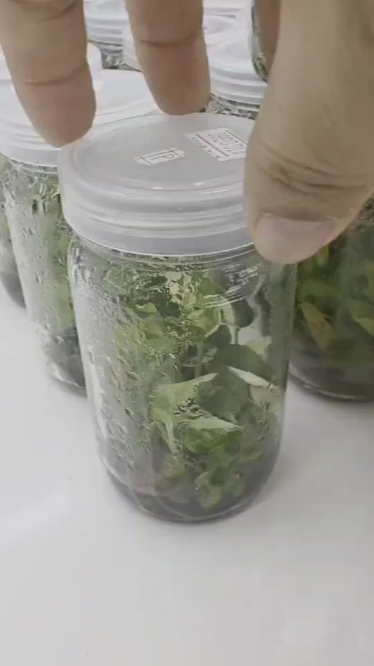 Epipremnum Pinnatum Mable Variegated Tissue Culture Plants 1 PCS
