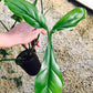 Philodendron 69686 Tissue Culture Plants 10 PCS.