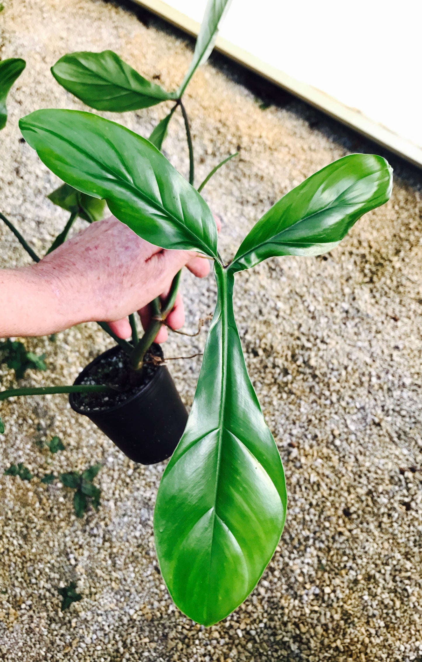 [Valentine's SALE PROMOTION] Philodendron 69686 TC $5 / 10 p.