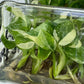 [SALE !!!] Bottle 40 plants Tissue Culture [Aglaonema Alocasia Anthurium Monstera Musa Philodendron]