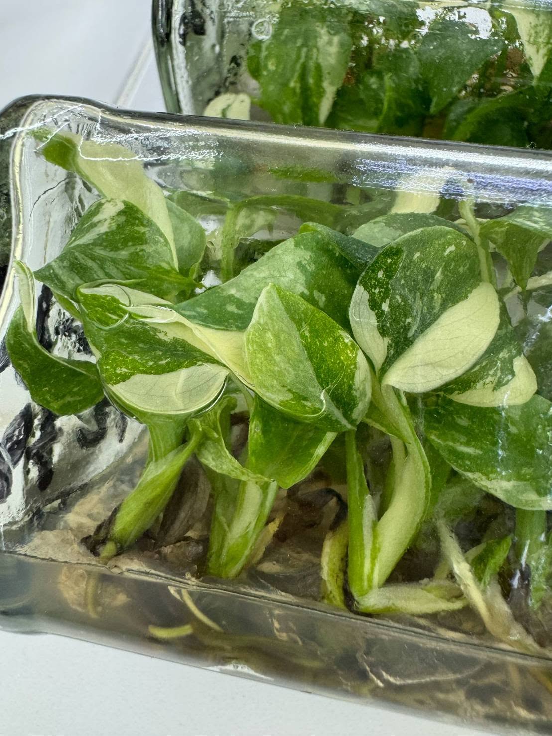 [SALE !!!] Bottle 40 plants Tissue Culture [Aglaonema Alocasia Anthurium Monstera Musa Philodendron]
