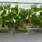 [SALE !!!] Bottle 40 plants Tissue Culture [Aglaonema Alocasia Anthurium Monstera Musa Philodendron]