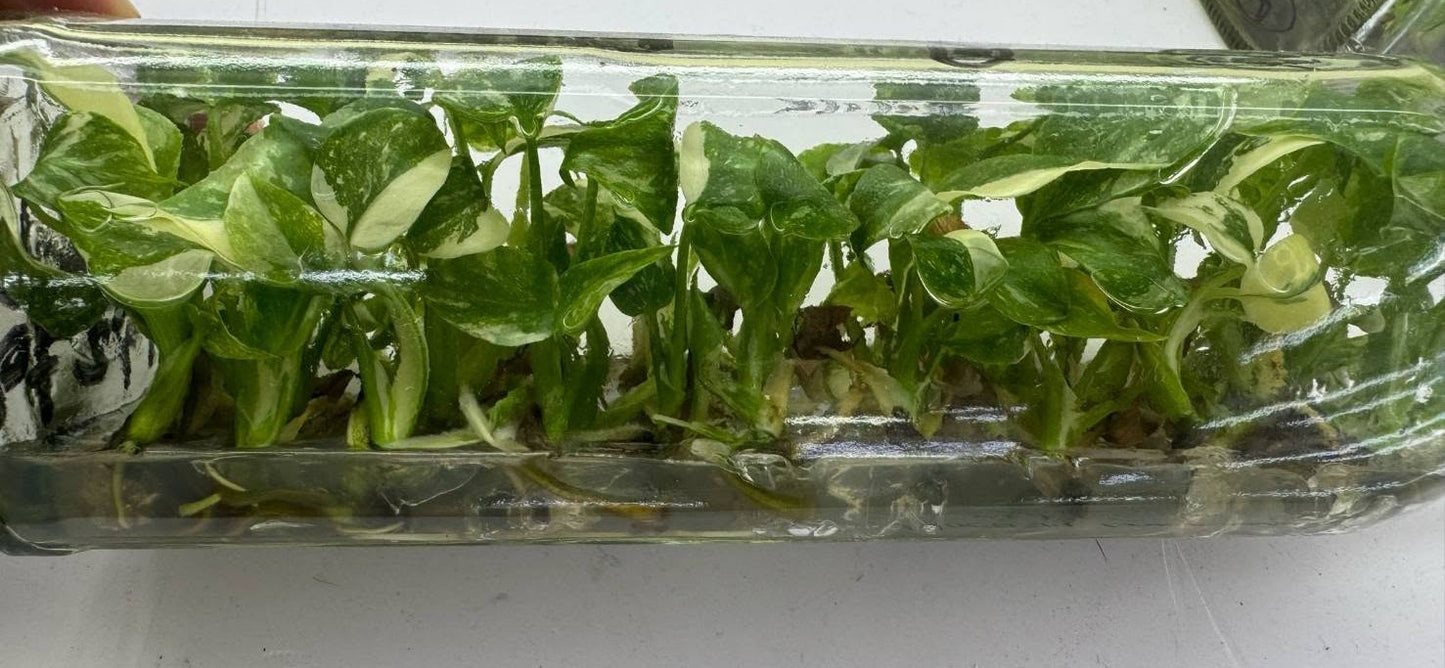 [SALE !!!] Bottle 40 plants Tissue Culture [Aglaonema Alocasia Anthurium Monstera Musa Philodendron]