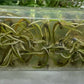 [SALE !!!] Bottle 40 plants Tissue Culture [Aglaonema Alocasia Anthurium Monstera Musa Philodendron]