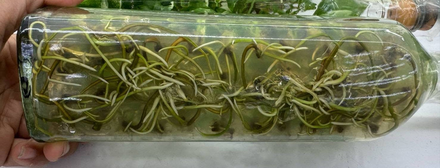 [SALE !!!] Bottle 40 plants Tissue Culture [Aglaonema Alocasia Anthurium Monstera Musa Philodendron]