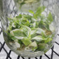Philodendron White Wizard Tissue Culture