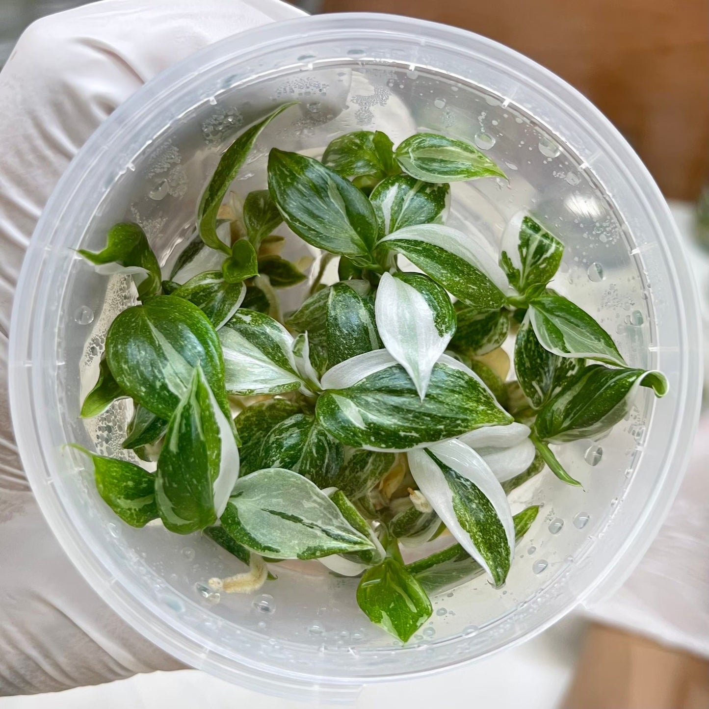 Philodendron White princess Tissue Culture