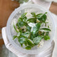 Philodendron White princess Tissue Culture