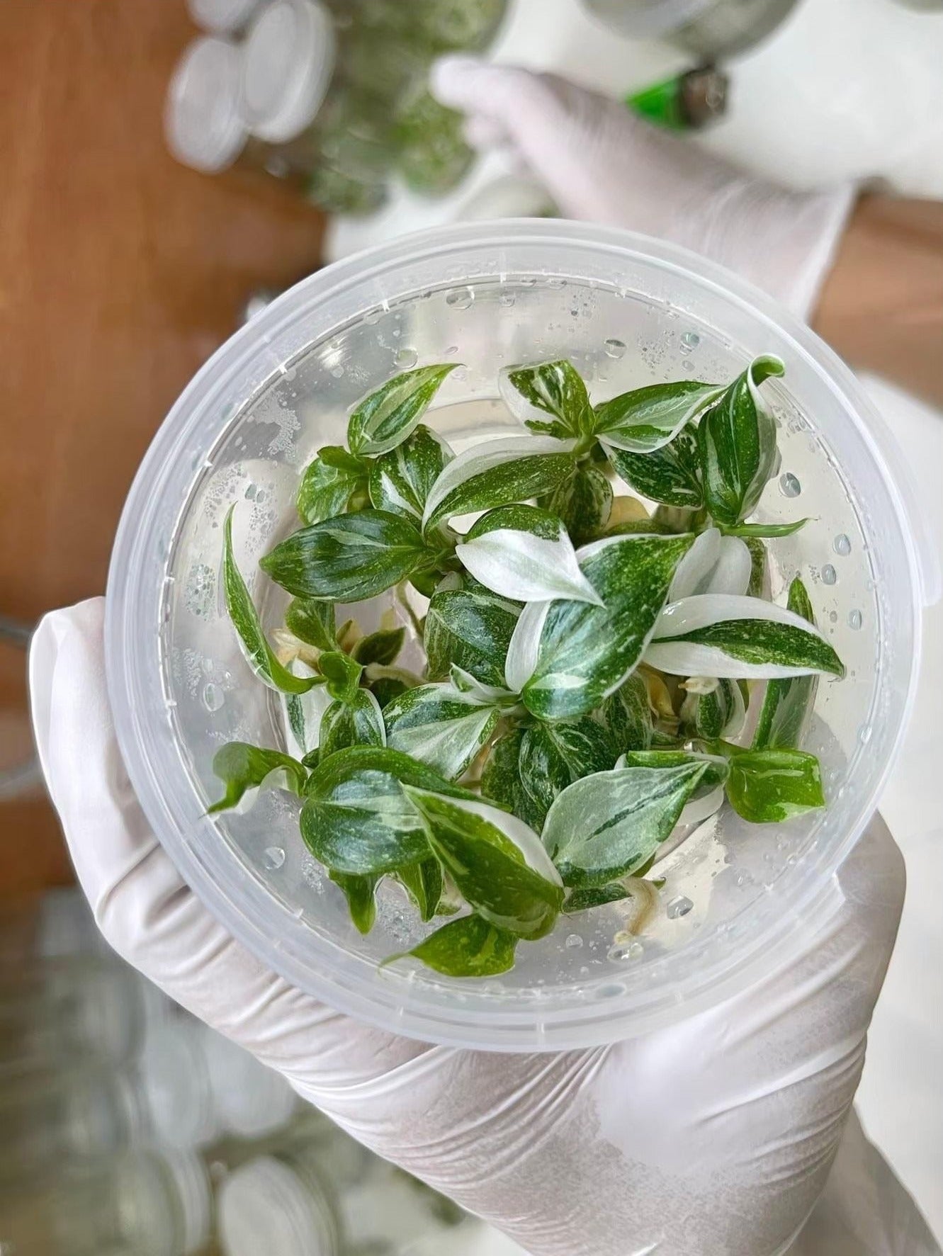 Philodendron White princess Tissue Culture