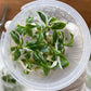 Philodendron White princess Tissue Culture
