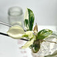 Philodendron White Wizard Tissue Culture