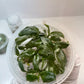 Philodendron White Wizard Tissue Culture