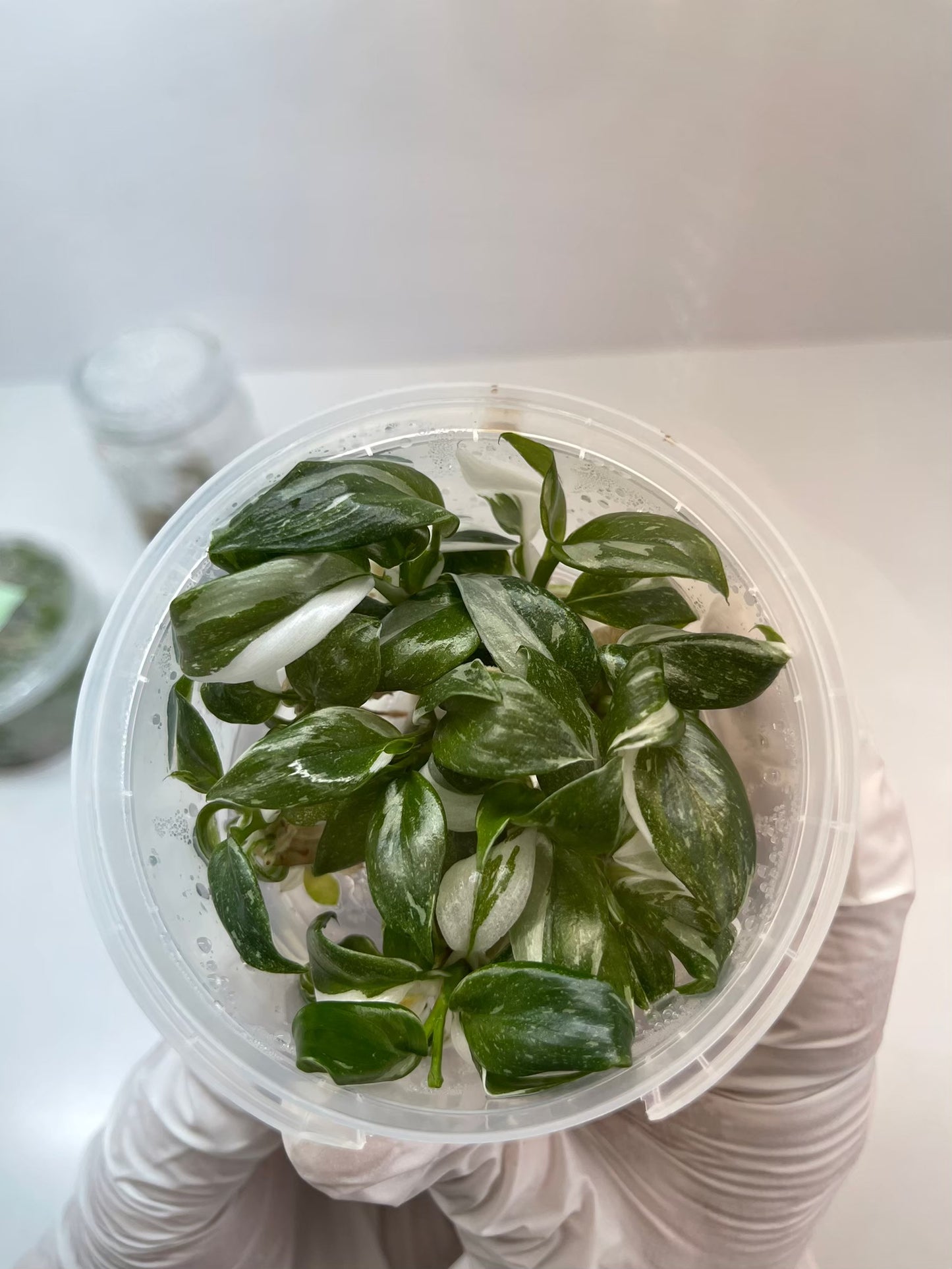 Philodendron White Wizard Tissue Culture