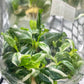 Philodendron White Wizard Tissue Culture
